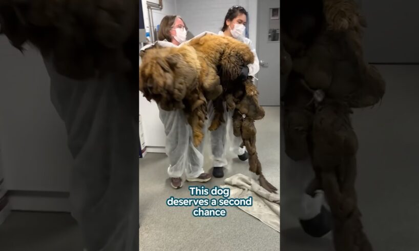 Matted dog was saved in time #shorts