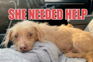 Meet Dolly | A Huge Week at the Dog Rescue