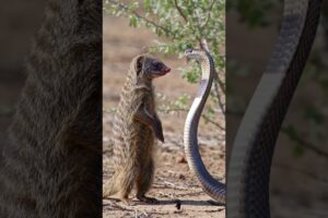 "Mongoose vs Cobra! | Epic Fight for Survival" #animal #wildlifeentertainment #snake
