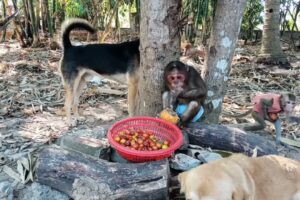 Monkey Yangkuo Baby Animals Playing Together Funny Moments #monkeylove #monkeyvideo #babymonkey
