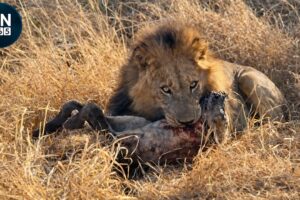 Most Amazing LION ATTACKS: Absolute Dominance Captured | Animal Fights