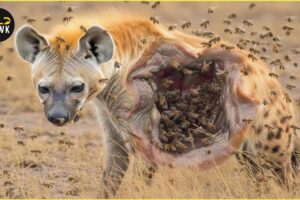 Most Insane Moments When Hyenas Messed With The Wrong Animals What will happen? | Animal Fighting