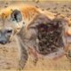 Most Insane Moments When Hyenas Messed With The Wrong Animals What will happen? | Animal Fighting