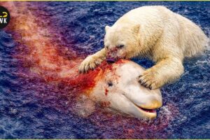 Most Ruthless Polar Bear Attacks Ever Recorded | Animal Fighting