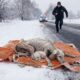 Mother Dog and Puppy Found in Snowstorm | Animal Rescue Awareness