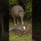 Mother Kiwi Bird Fight Back Wild Snake and Saved Own Eagg in Nest #kiwibird #wildlife #animals