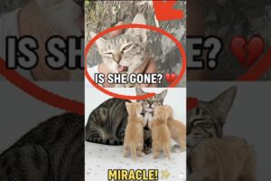 Mother cat collapses but fights for her babies #cat #heartwarming #emotional #cute