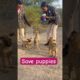 Motherless, hungry, but cute puppies #shorts