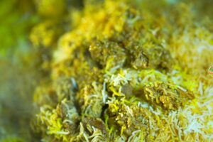 Mutton Biryani || Nizami Mutton Biryani || How To Cook Muslim Style Mutton Biryani || Nawabs