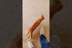 My Cat playing...‎#kitten #cute#cats #cat#shorts#short#animals#pets#viralshort#catlovers#catlife