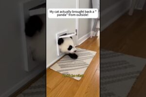 My cat brought back a panda from outside.#cat #panda #animals #love #shorts