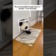 My cat brought back a panda from outside.#cat #panda #animals #love #shorts