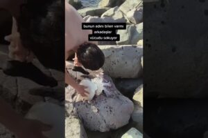 NEVER Pick up A Jellyfish! #shorts