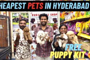 NEW CHEAPEST PUPPIES IN HYDERABAD | FREE KIT | TELUGU | RABBIT | DOGS