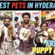 NEW CHEAPEST PUPPIES IN HYDERABAD | FREE KIT | TELUGU | RABBIT | DOGS