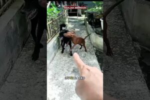 NGAJAK BERMAIN #duniahewan #duniaanjing #anjinglucu #anjingbermain #pecintaanjing #animals #shorts