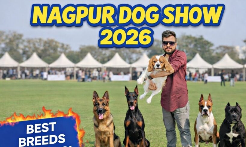 Nagpur Dog Show 2026 😍 | Cutest Puppies & Rare Dog Breeds!