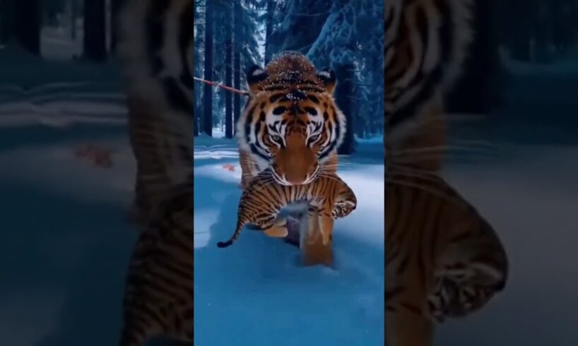Nurturing the small life inherited from the parent tiger #shortvideo  #cat #animals #rescue