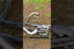 Omg😱😳One venomous snake eating another venomous snake🐍🐍 #omg