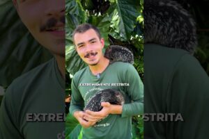 PACARANA, o animal mais legal do mundo!