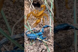 Play with scorpions 🦂 #animals #scorpion #puppy #nature #shorts
