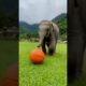 Playful Baby Elephant Dribbling Basketball 🐘 #Baby #Elephant #playing #Funny #Animals #shorts