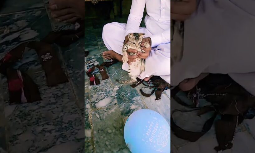 Playing With Beautiful Kittens #cat #catvideos #catvideos #animals #cuteanimal