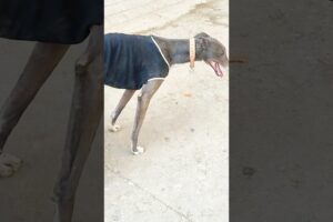 Playing #dog #funny #animals