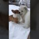 Playing in the snow with friends #puppy #cute #animals #pets #funny #adorable #shorts