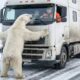Polar Bear Cub Trapped — Mother Blocks a Car for Help | Animal Rescue Short Film