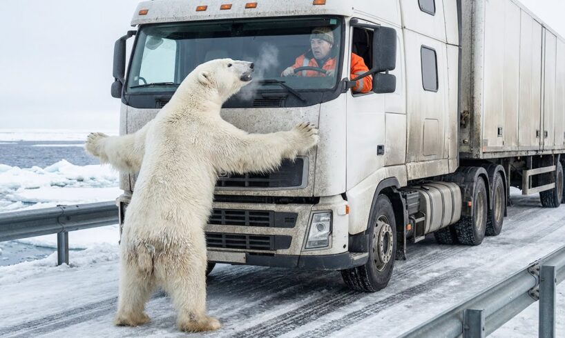 Polar Bear Cub Trapped — Mother Blocks a Car for Help | Animal Rescue Short Film