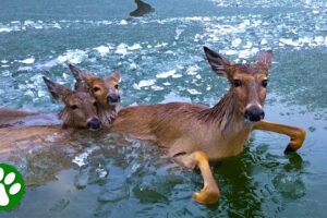 Police Use Unique Method To Rescue Deer Family