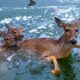 Police Use Unique Method To Rescue Deer Family