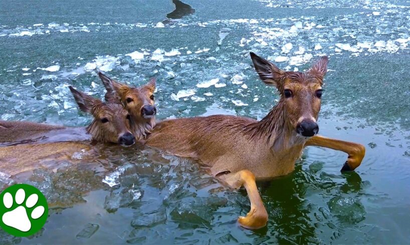 Police Use Unique Method To Rescue Deer Family