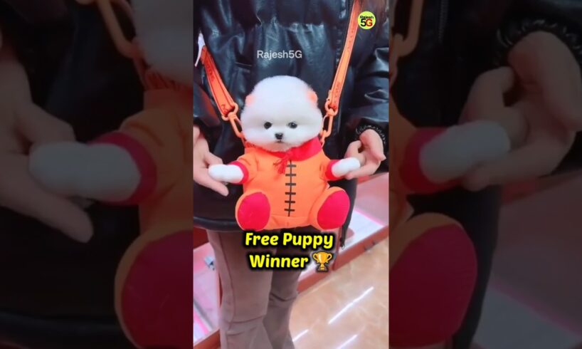 Pomeranian puppies 🏆 | Cute pomeranian dog shorts video #shorts #viral #cute #puppy #trending #vip