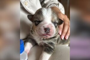 Puppy Group Date Goes Crazy 🐶🎉 #cute #puppies #funny