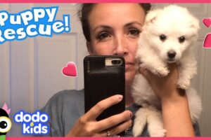 Puppy With Tiny Short Legs Gets Shoes To Help Him Walk | Rescued! | Dodo Kids