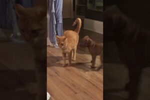 Puppy meets cat #puppy #kitten #pets #cute #puppies #kitty #catvideos #pitbull #fyp #cat