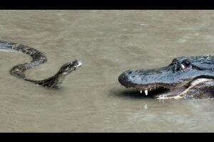 Python vs Alligator  01 -- Real Fight -- Python attacks Alligator