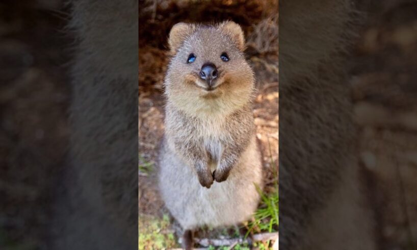 Quokka | Happiest Animal