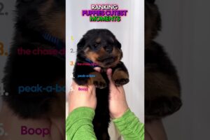 RANKING CUTEST PUPPIES IN THE WORLD #subscribe #funny