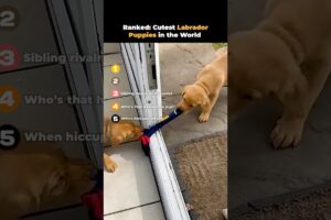 Ranked- Cutest Labrador Puppies in the World 🐶💕