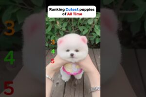 Ranking Cutest Puppies of All Time😹