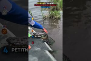 Ranking Funniest Florida's Cutest Puppy Moments  🐊