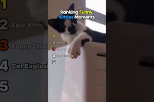 Ranking Funny Kitties Moments 😹🐱 Nonstop Laughs || #catshorts #funnykitties @AnimalRescue_YT