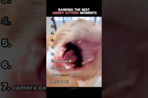 Ranking The Best Angry Kitten Moments!