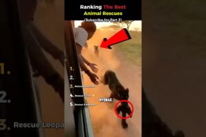 Ranking The Craziest Animal Rescue Videos