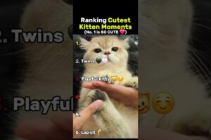 Ranking The Cutest Kitten Moments 😸❤️ (No. 1 is so cute)