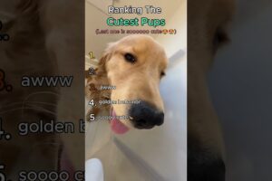 Ranking The Cutest Puppies Ever #puppies #cute #shorts