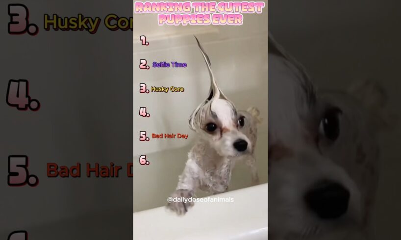 Ranking The Cutest Puppies Ever 🐶 #shorts #cuteanimals #pets #dog #puppy